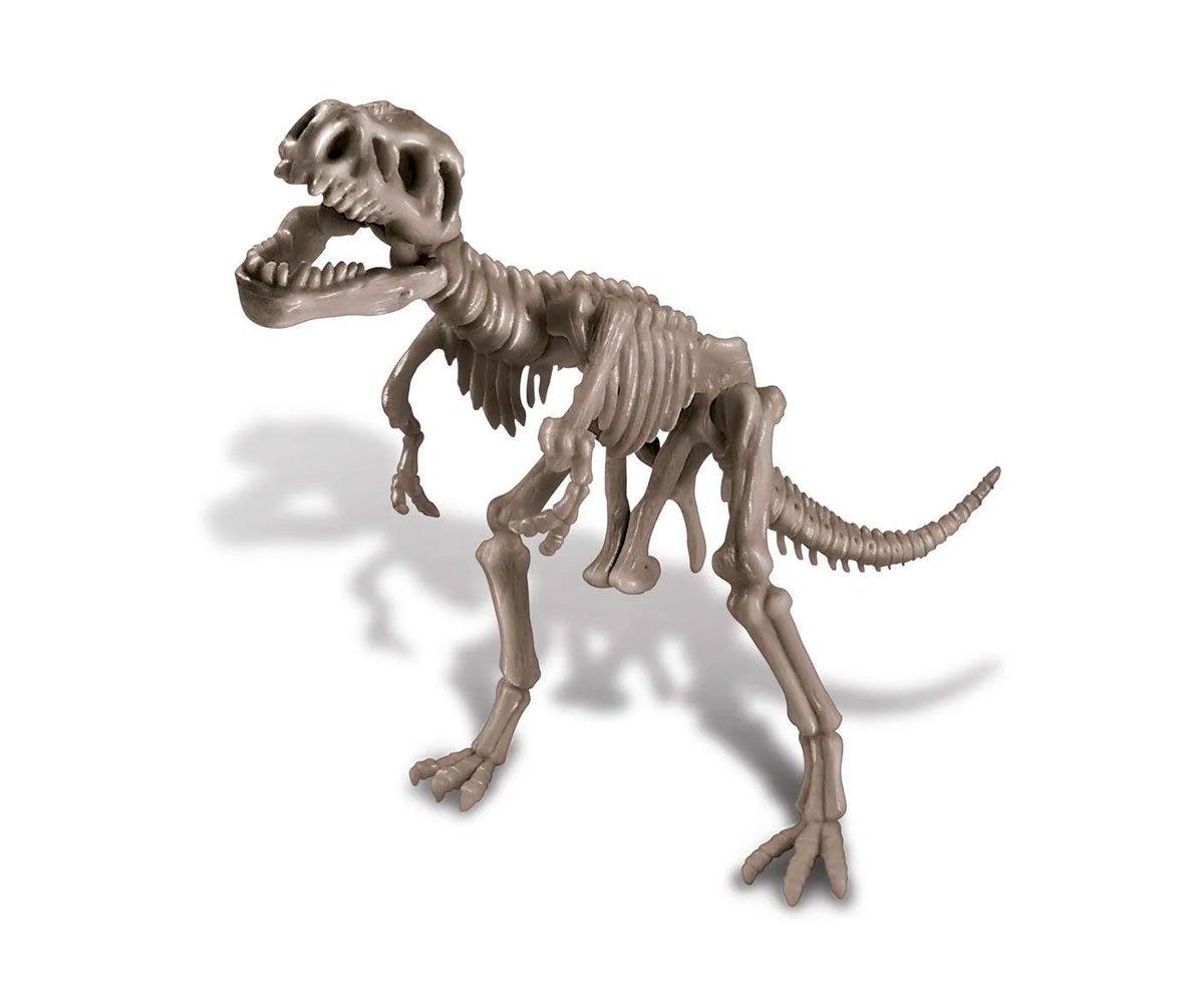 Kit De Paléontologie Du Squelette Du Tyrannosaurus Rex