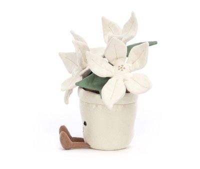 Planta Navidea Blanca