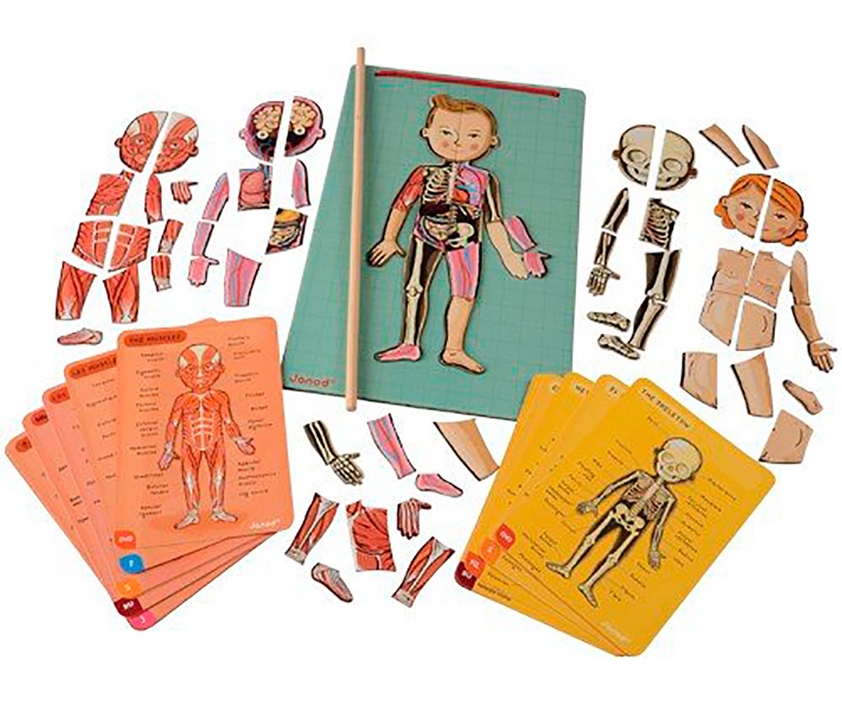 Puzzle en bois Corps humain Organes internes Montessori