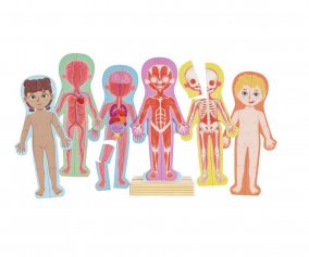 Magnetic Human Body Puzzle